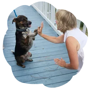 Teaching fun dog tricks as well as basic obedience