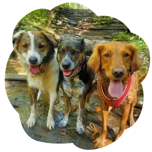 Well trained dogs have ore fun when outside the home