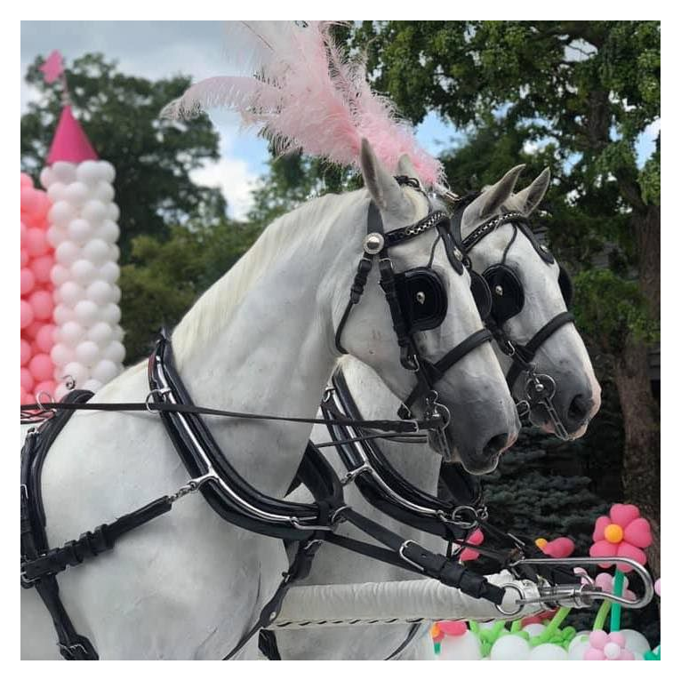 https://whitehorsefarmequestrian.com/