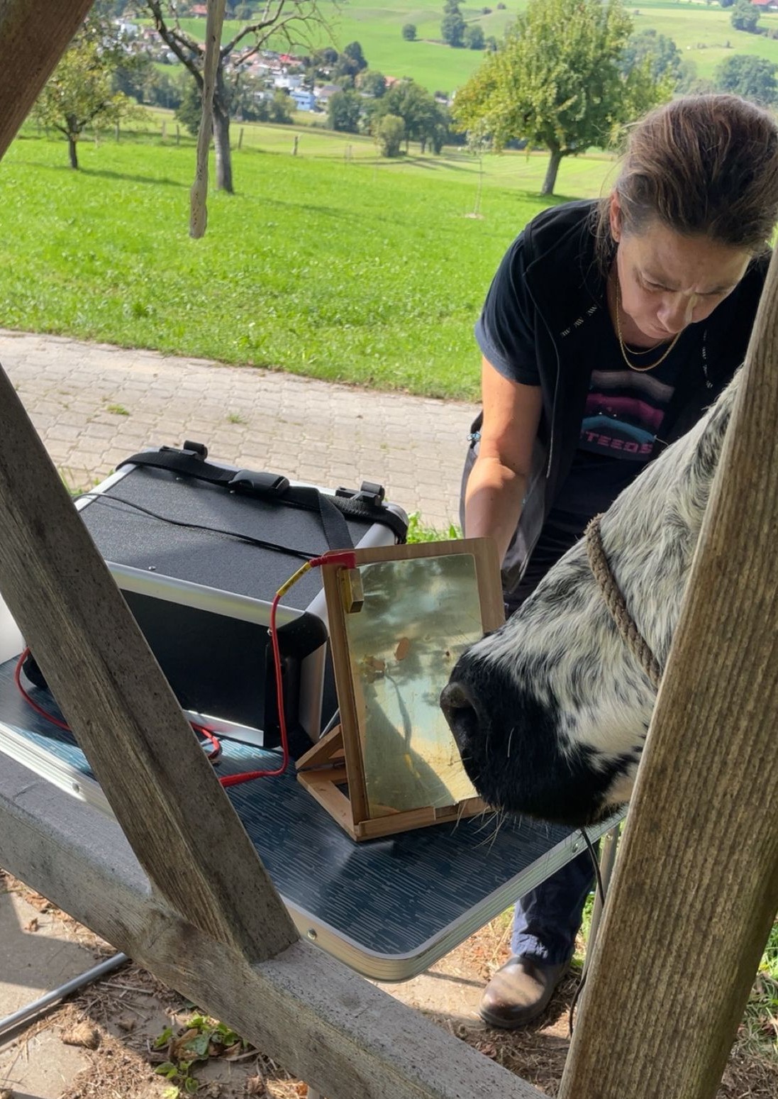 Biorésonance pour Vaches