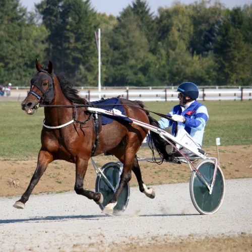 Biorésonance Equine