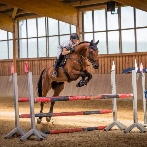 Spécialiste en Bit Fitting & Bitless Fitting