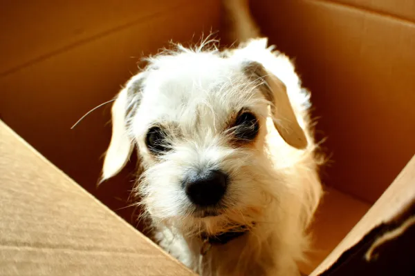 Well, I Guess It Had to Happen Eventually. You Can Now Order Your Rescue Pup on Amazon.