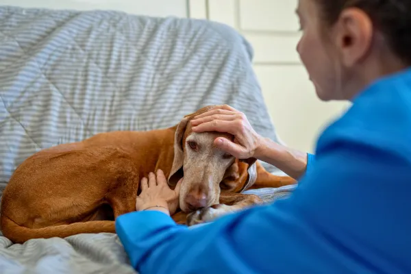 75 Million Pets Aren't Getting Vet Care.  Your Clients' Pets Are Part of That Number.