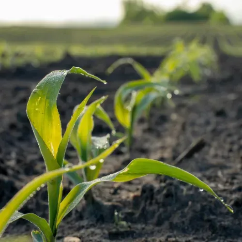 fructose and liver damage