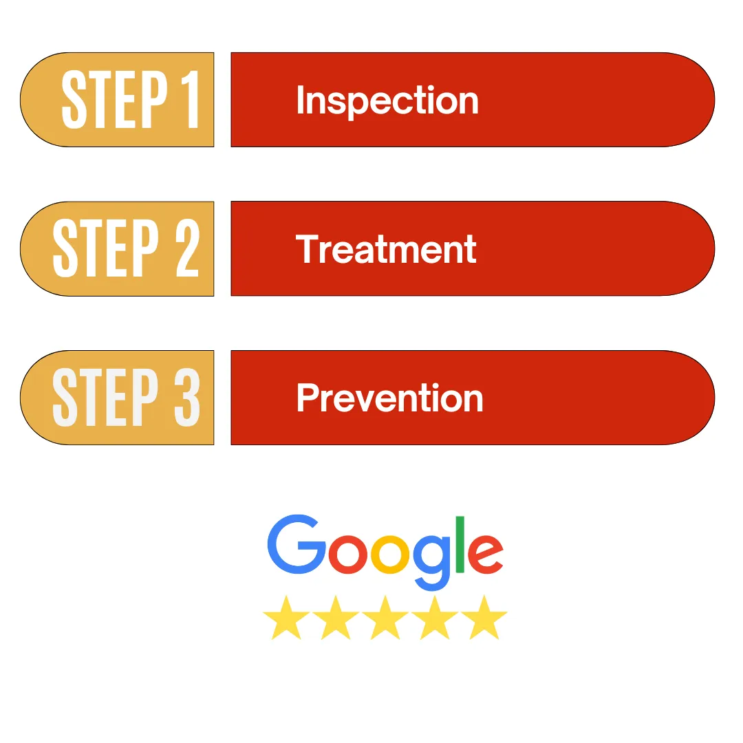 3 Step Infograph for Pest Control Process