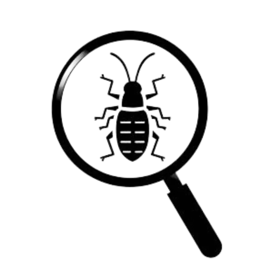 Earwig underneath a magnifier