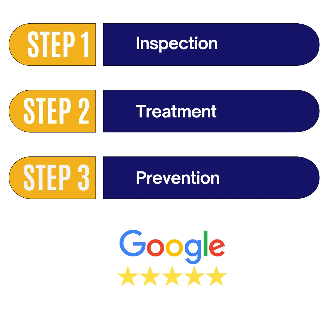 3 Step Infograph for Pest Control Process