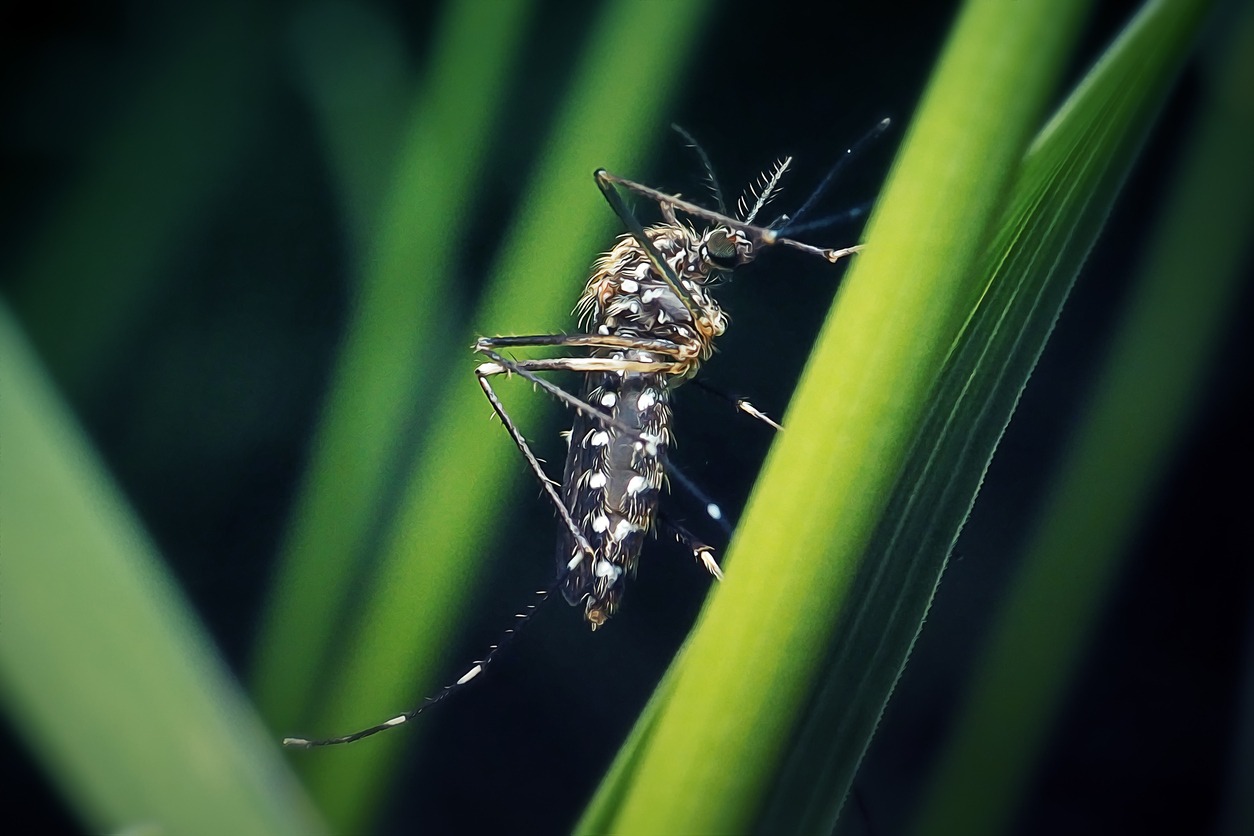 Mosquito