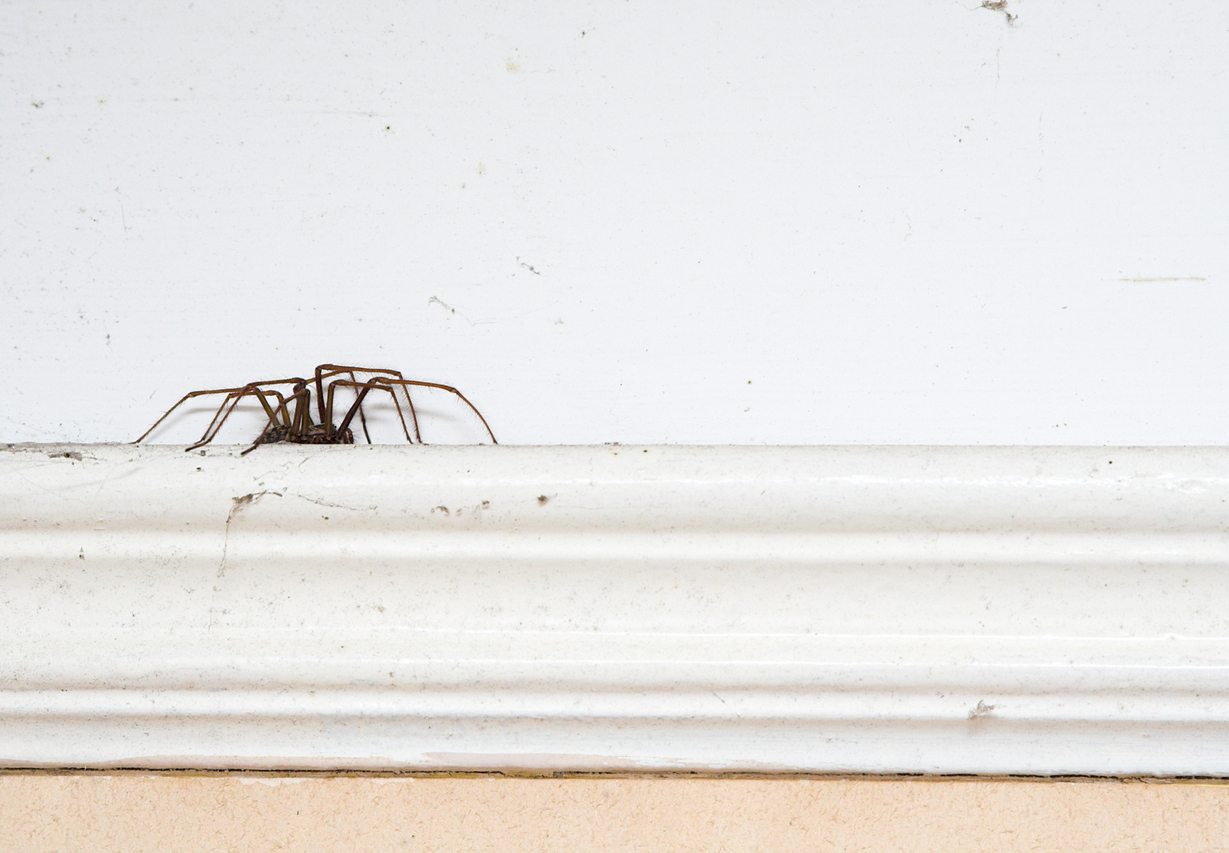 Spider Prevention