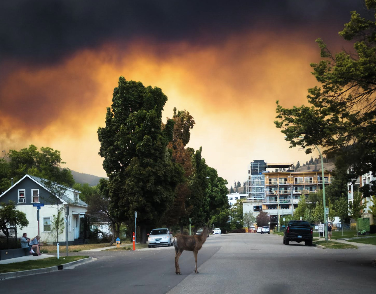 Smoky suburban street with wildlife — wildfire smoke and fine particles affecting air quality