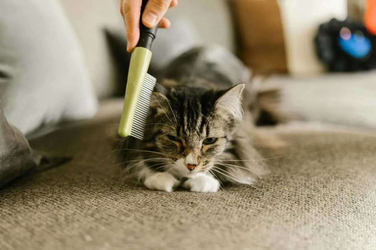 Groomer giving the cat a gentle hairbrush