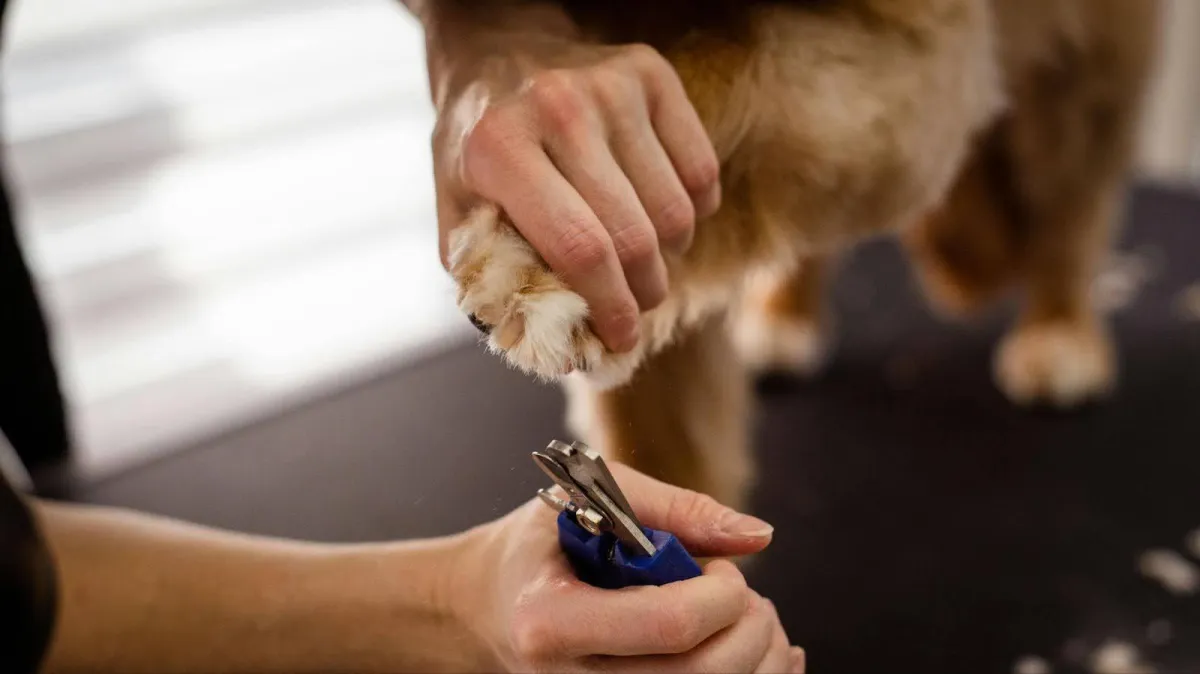 Groomer giving the dog a nail trim