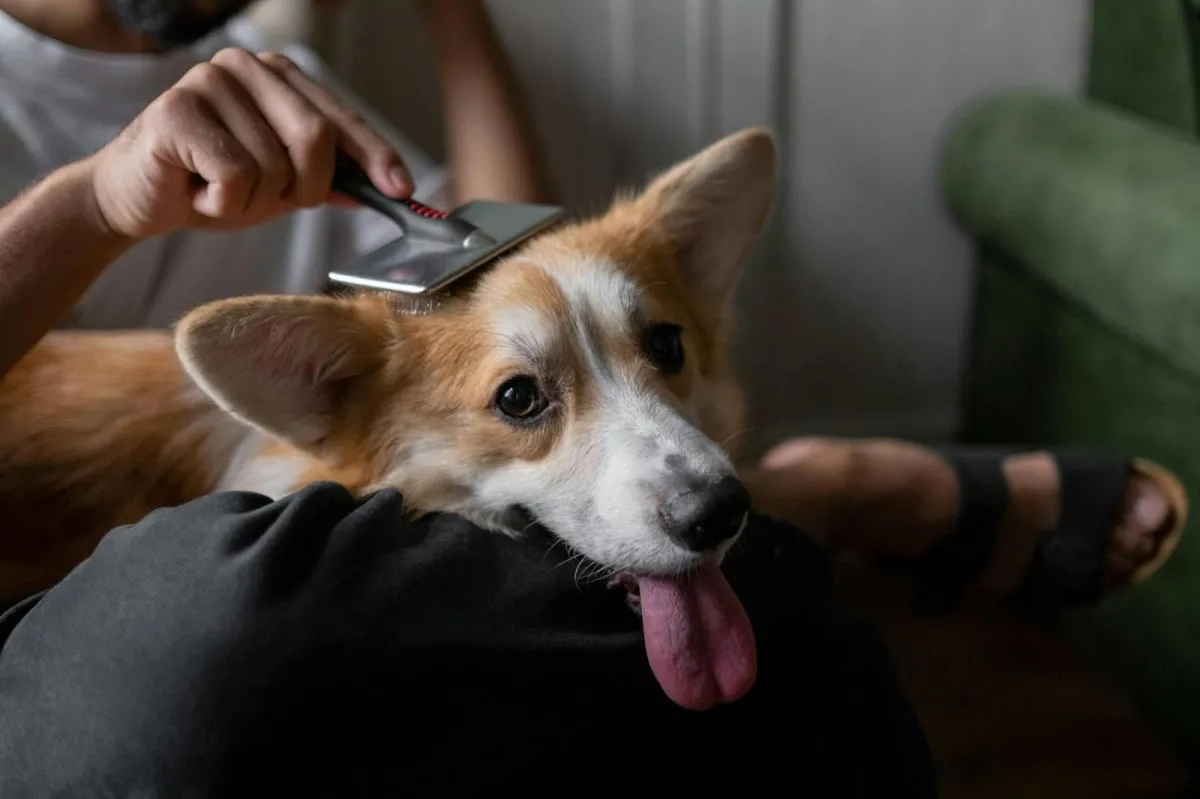 Owner giving a gentle brush to his dog