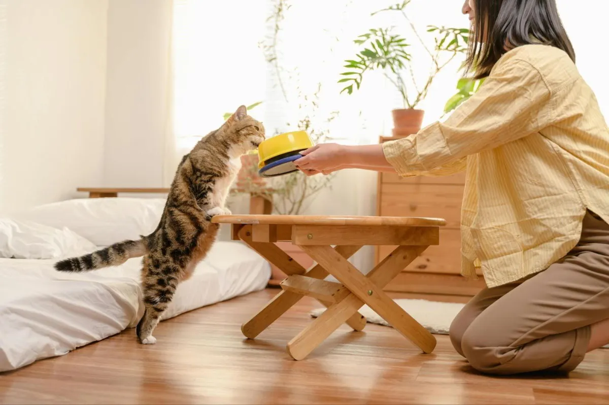 Regular feeding schedules for cats