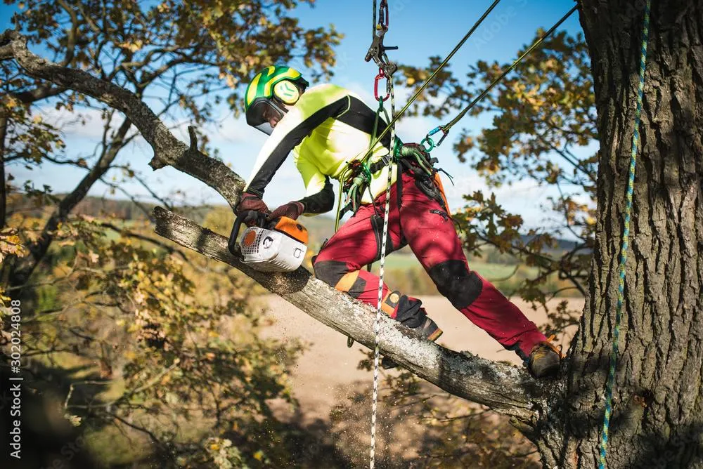 Tree Cutting