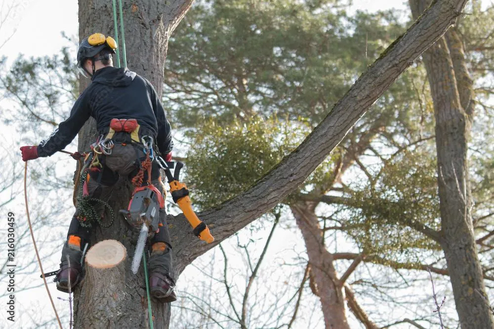 Tree Cutting