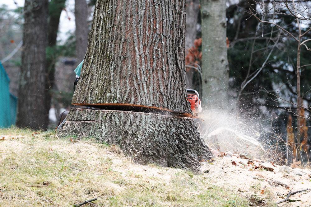 tree removal pasadena