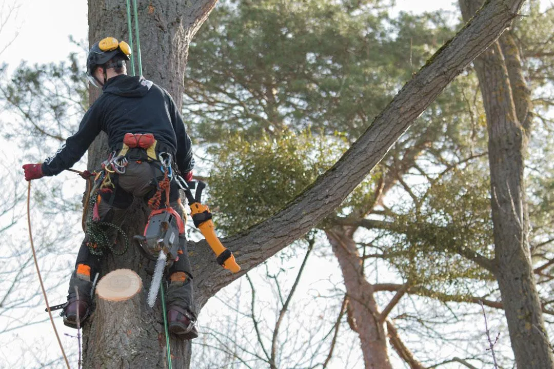 Tree Cutting