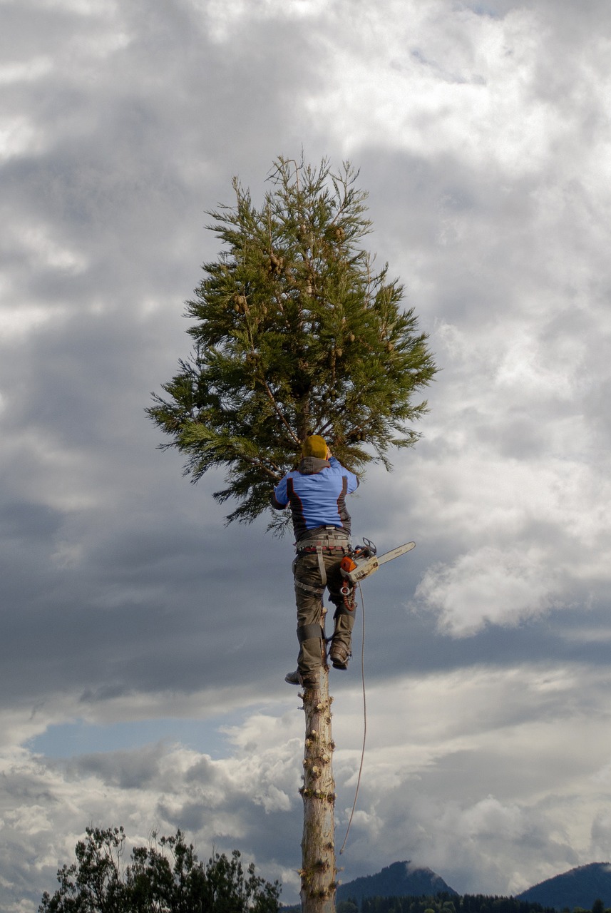 Tree Cutting