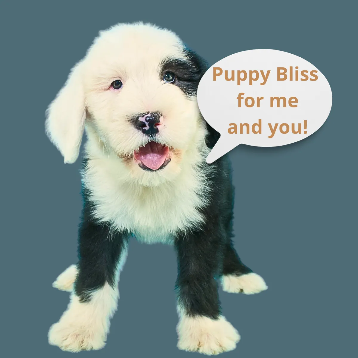 Puppy Bliss, Puppy Training Success