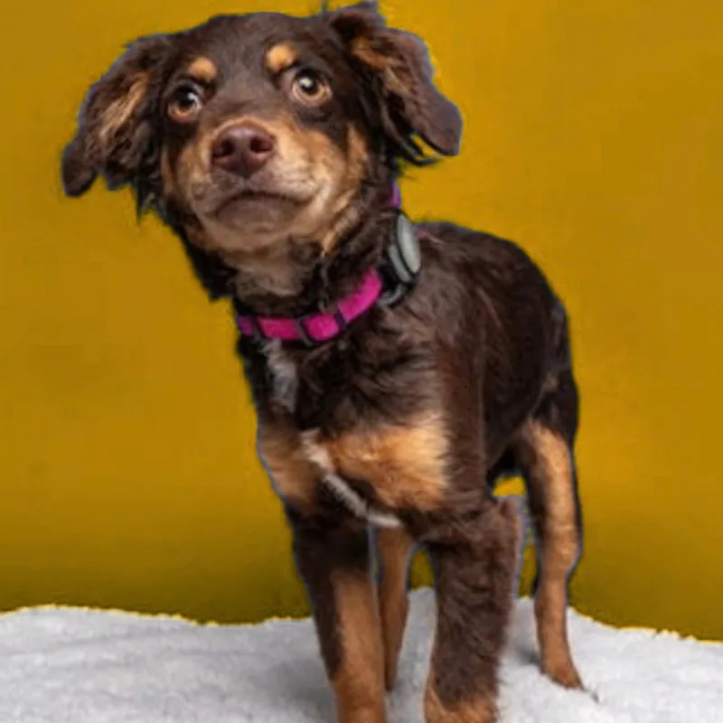 Dog Trainer, Scotts Valley, Felton