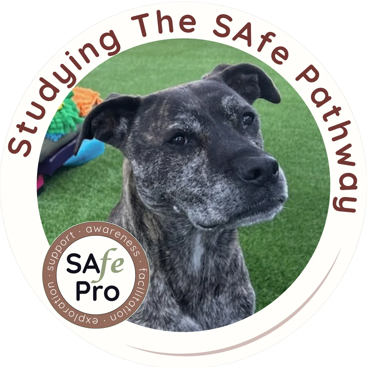 Dog Trainer Scotts Valley