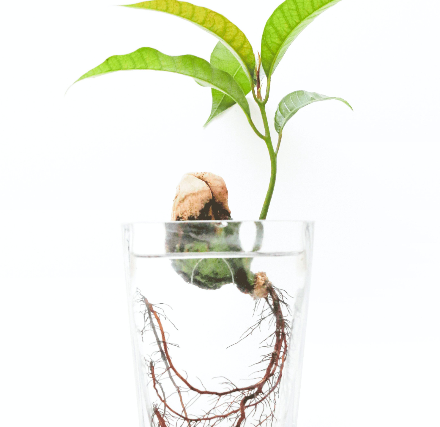 Illustration of plant roots growing in water representing the root cause approach of functional medicine