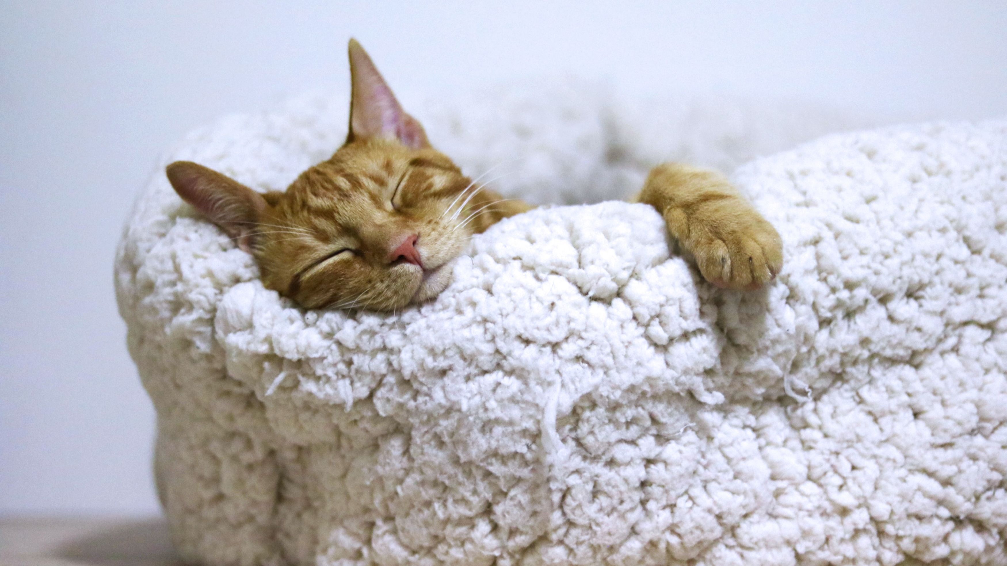 Do You Feel Exhausted After 8 Hours of Sleep?