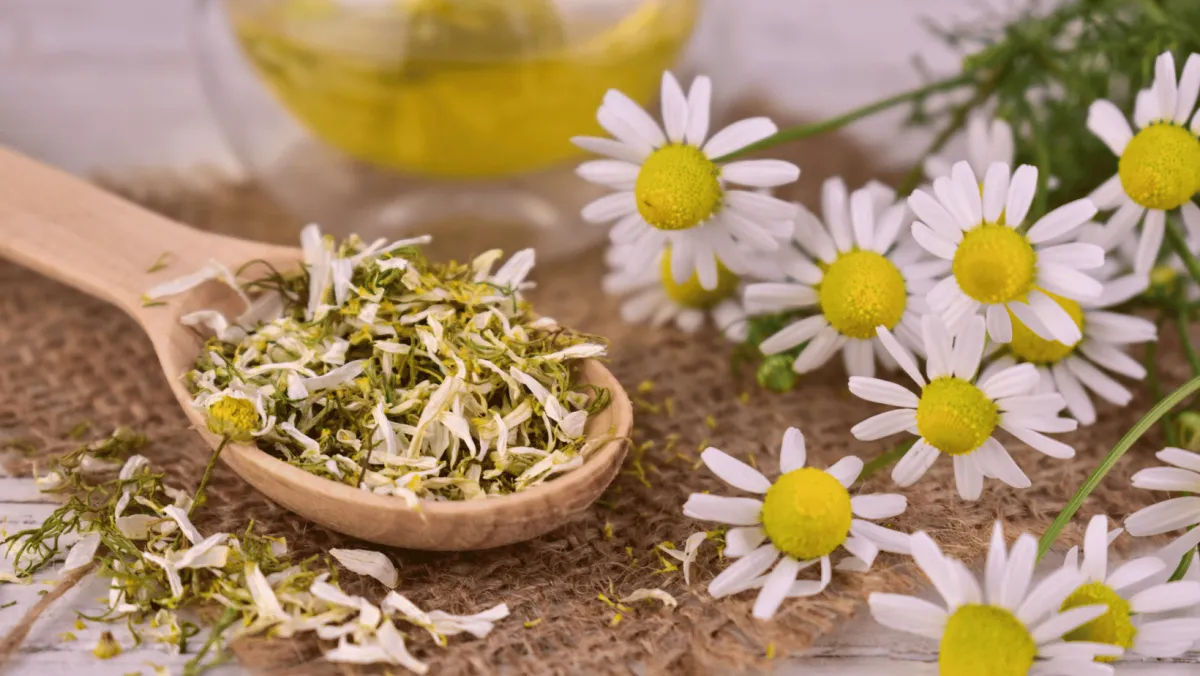 What Are Body Energetics and Tissue States?