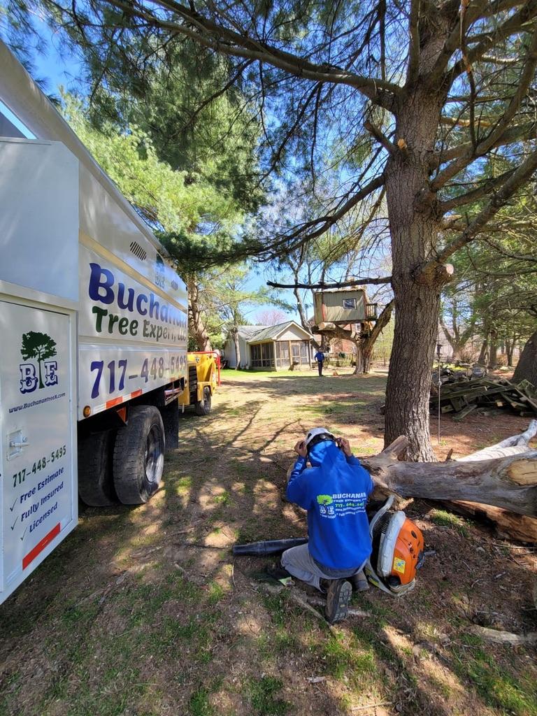 A tree arborist is cutting a branch.