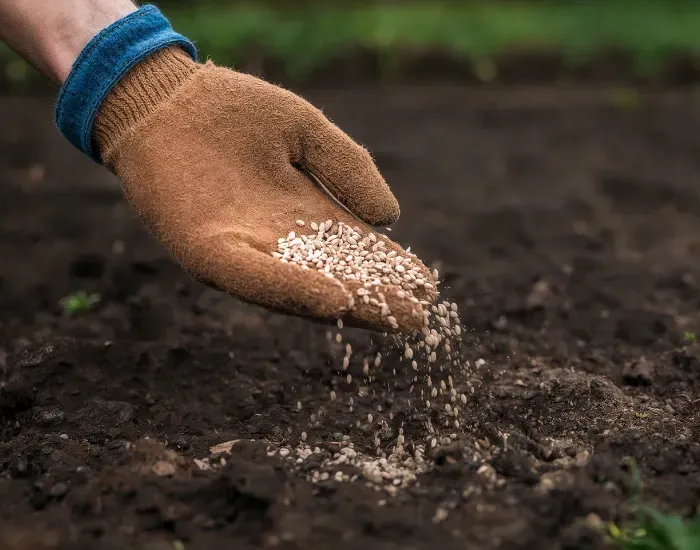 Lawn Fertilization in Harwich