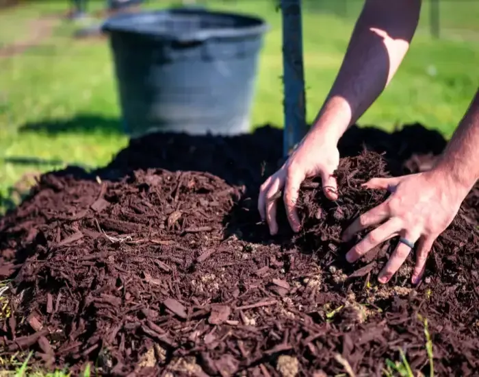 Mulching in Harwich