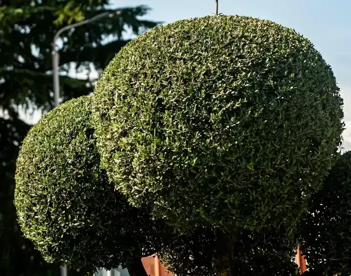 Garden Bed Maintenance in Harwich