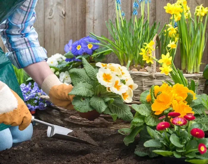 Plant Care & Upkeep in Harwich