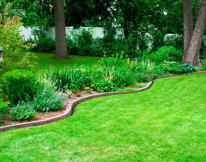 Tree Shaping Harwich