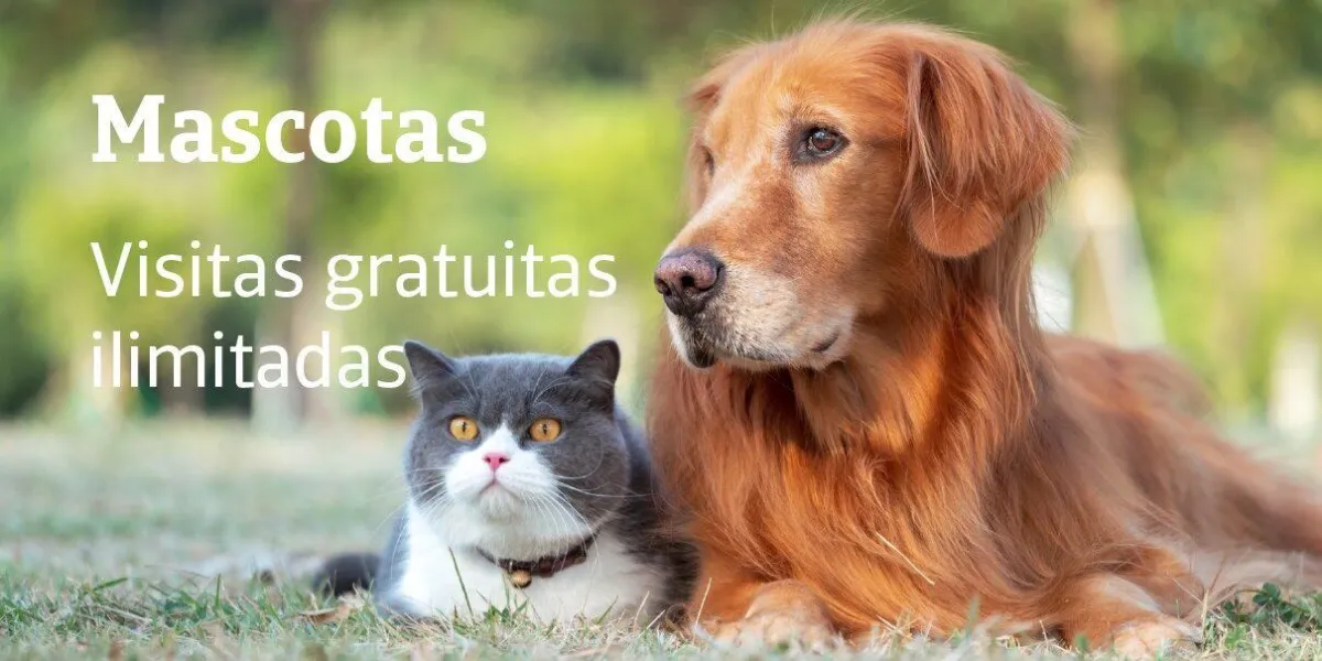 Tu mascota, nuestra prioridad: cuidado y seguridad asegurados