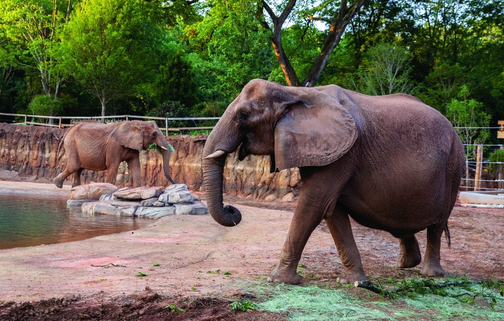 🐼 Wild Fun Awaits at Zoo Atlanta – Atlanta, GA | R3 Whipz 🚗