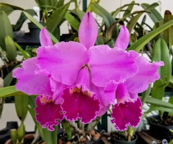 Cattleya labiata 'Harlequin' blooming, Orquiverde