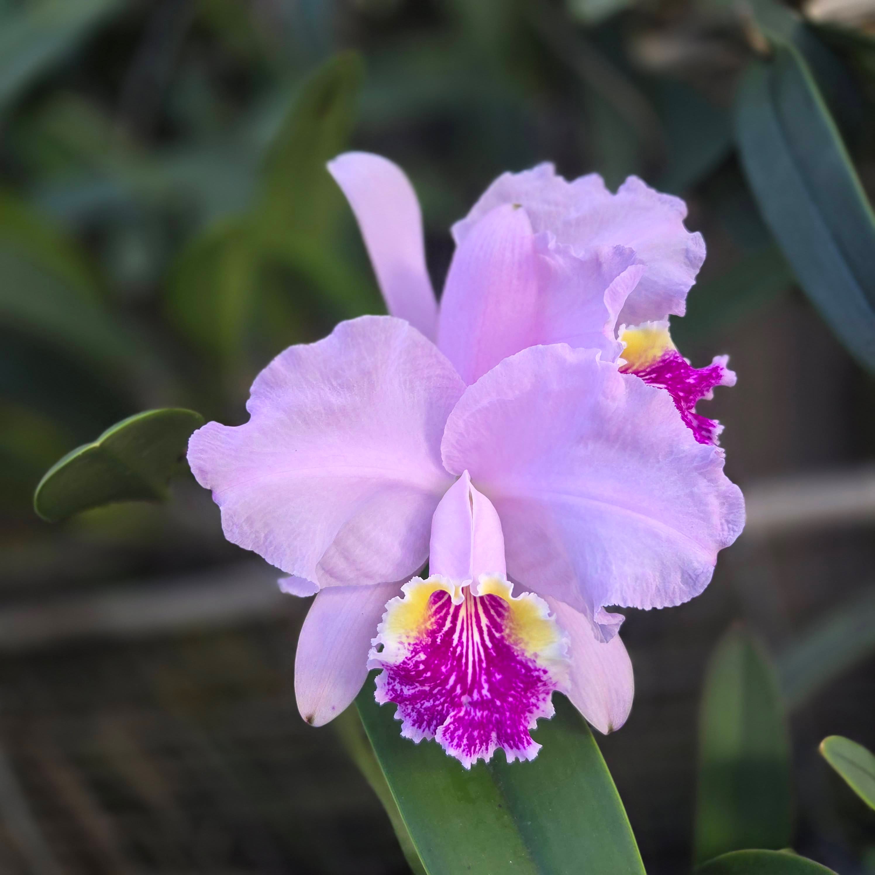 Cattleya lueddemanniana 'Honey' blooming, Orquiverde