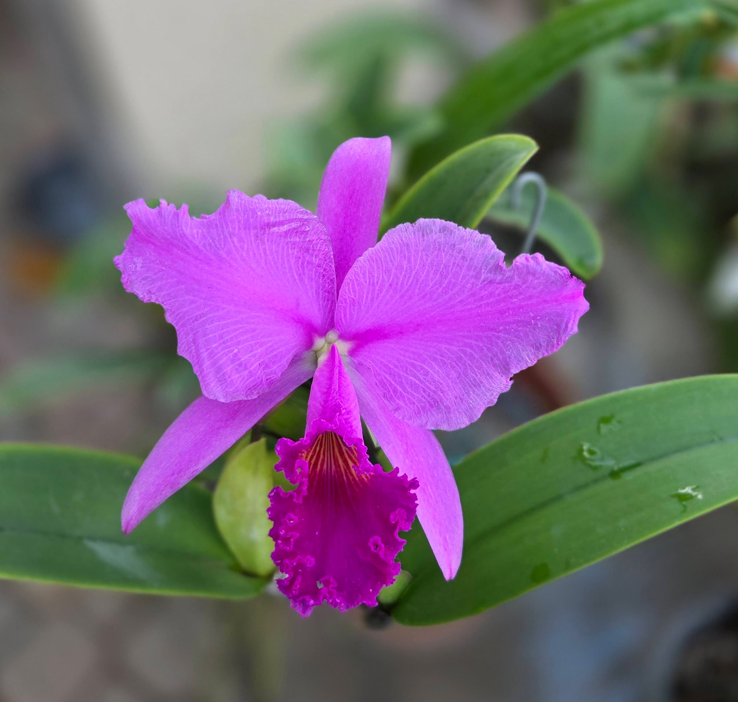Cattleya trianae 'Sangre de Toro' blooming, Orquiverde