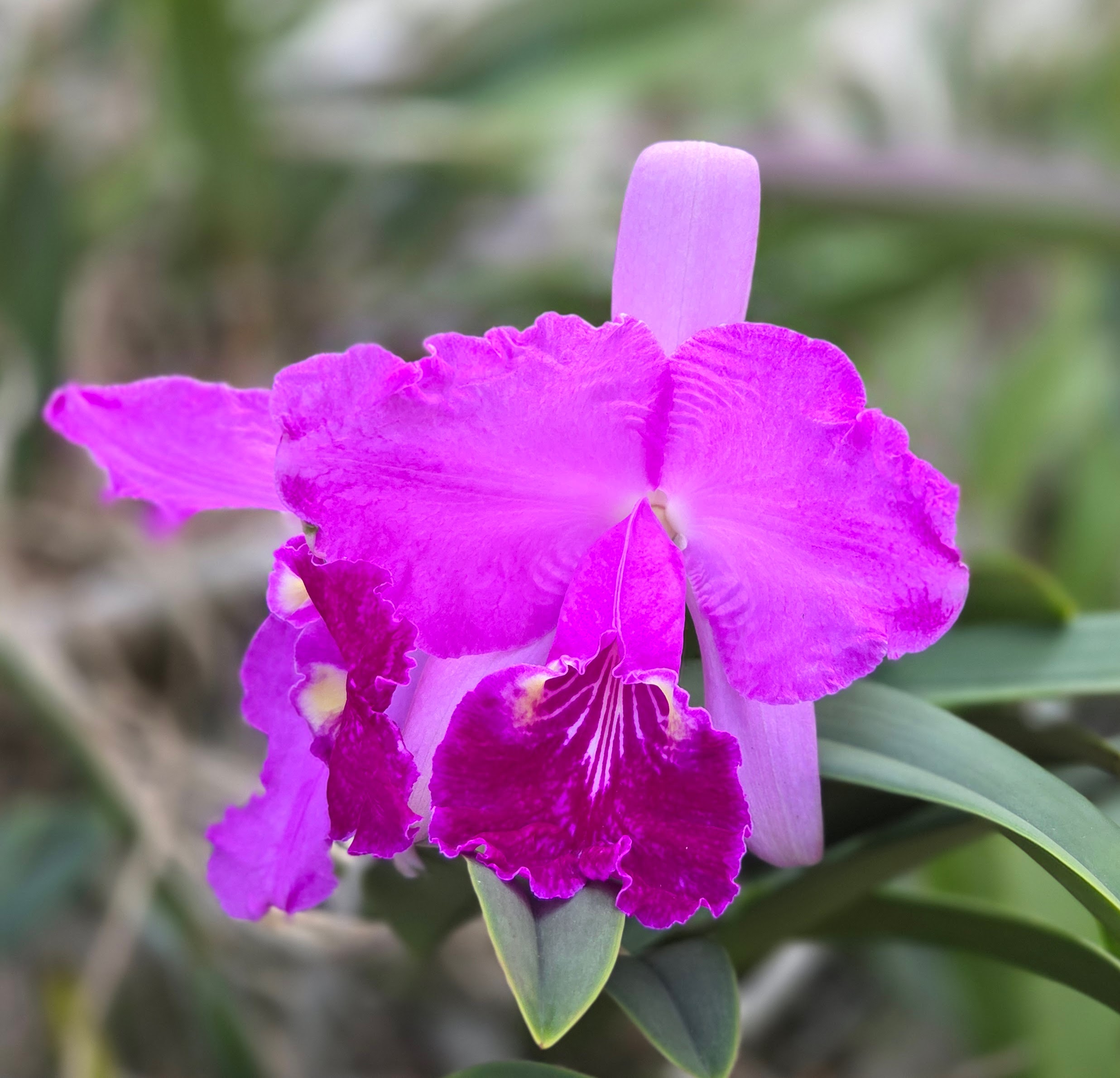 Cattleya lueddemanniana 'Puerto Maya' blooming, Orquiverde, Florida