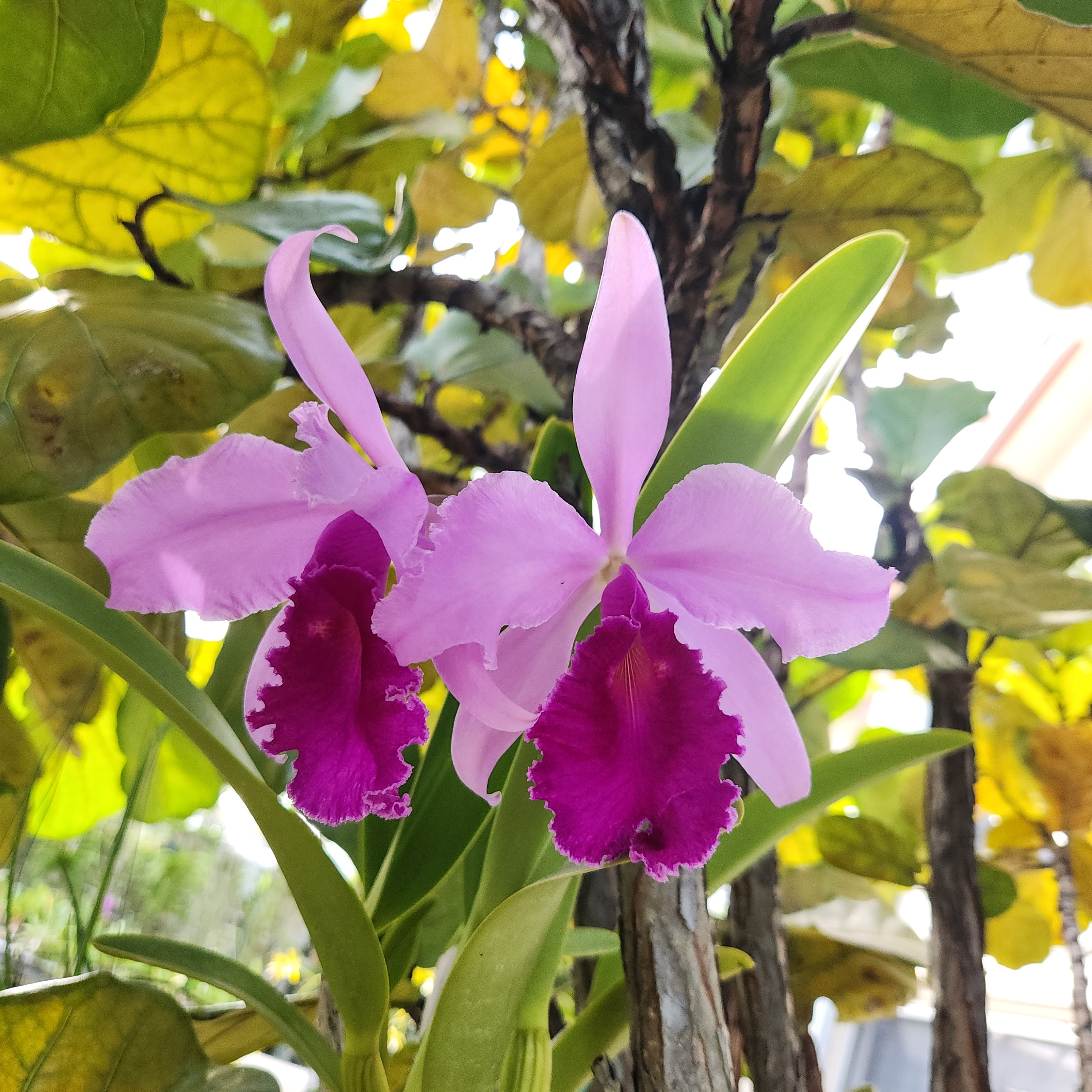 Cattleya warscewiczii cegata blooming, Orquiverde