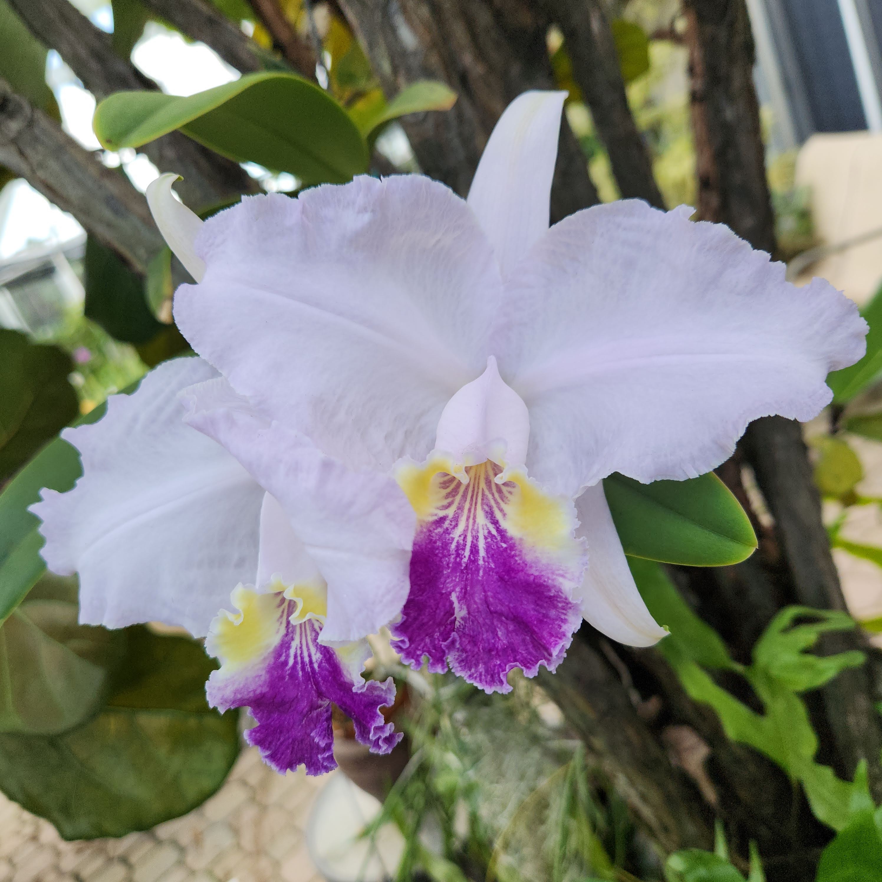 Cattleya lueddemanniana coerulea 'Mariauxi' blooming, Orquiverde