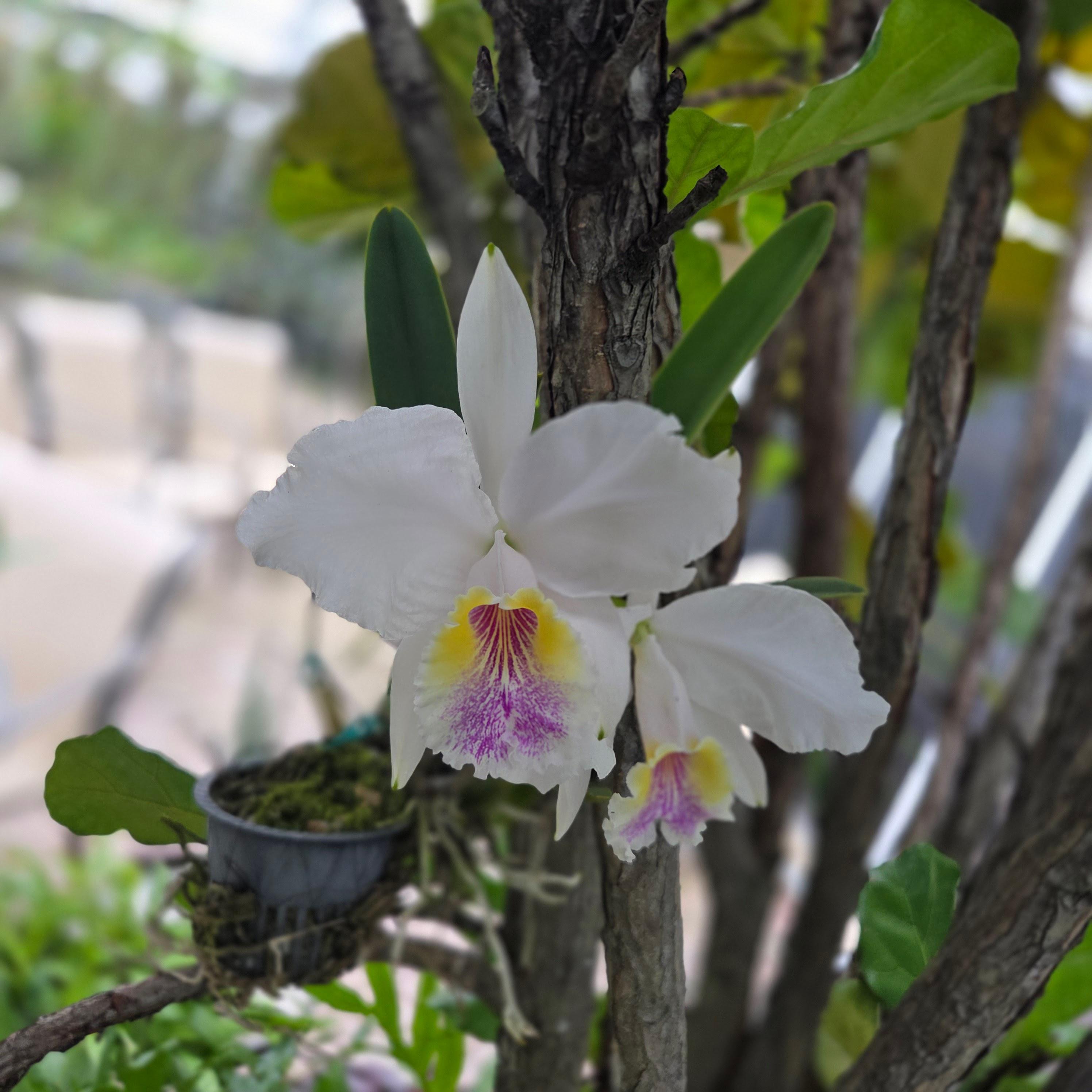 Cattleya lueddemanniana coerulea 'Mariauxi' blooming, Orquiverde