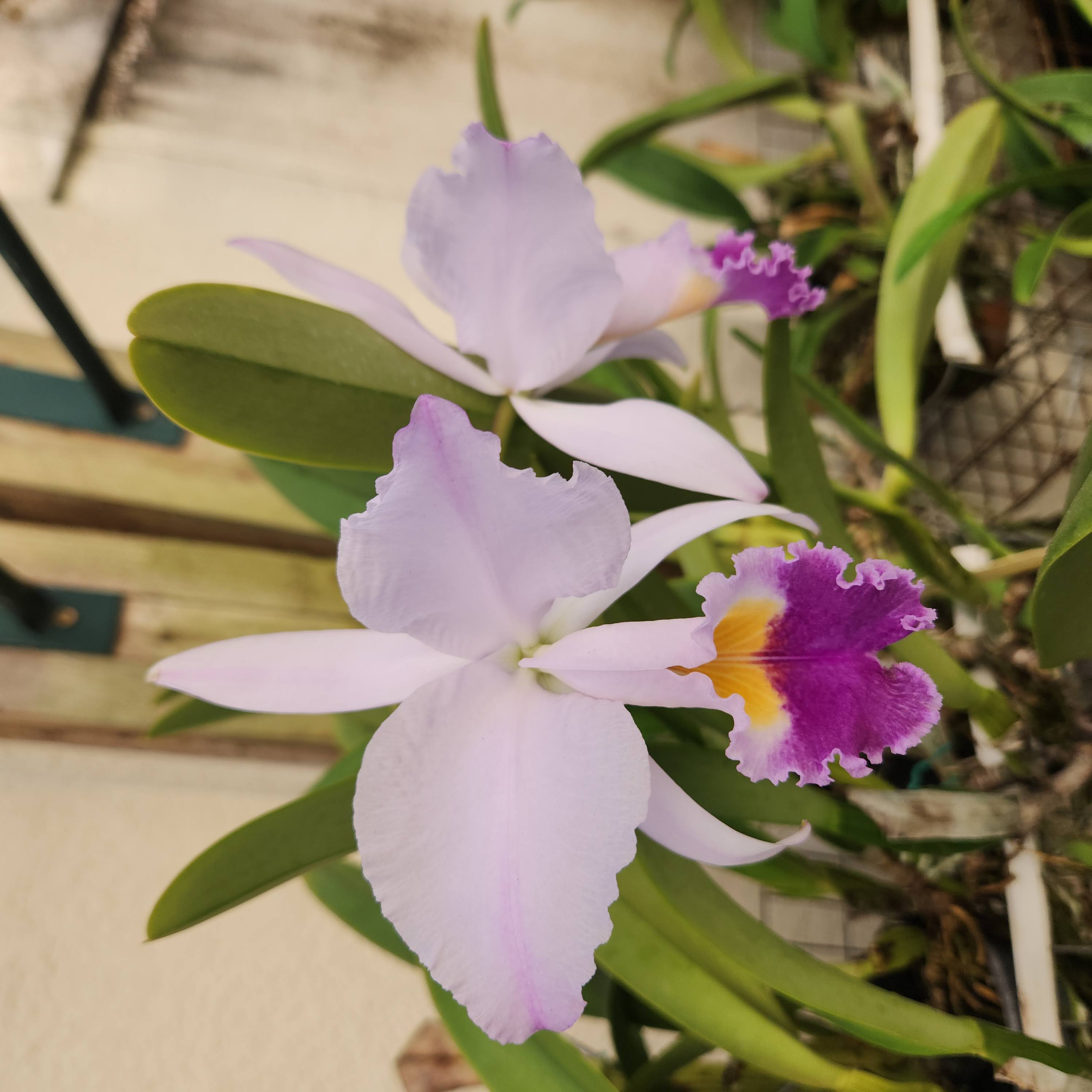 Cattleya lueddemanniana 'Puerto Maya' blooming, Orquiverde, Florida