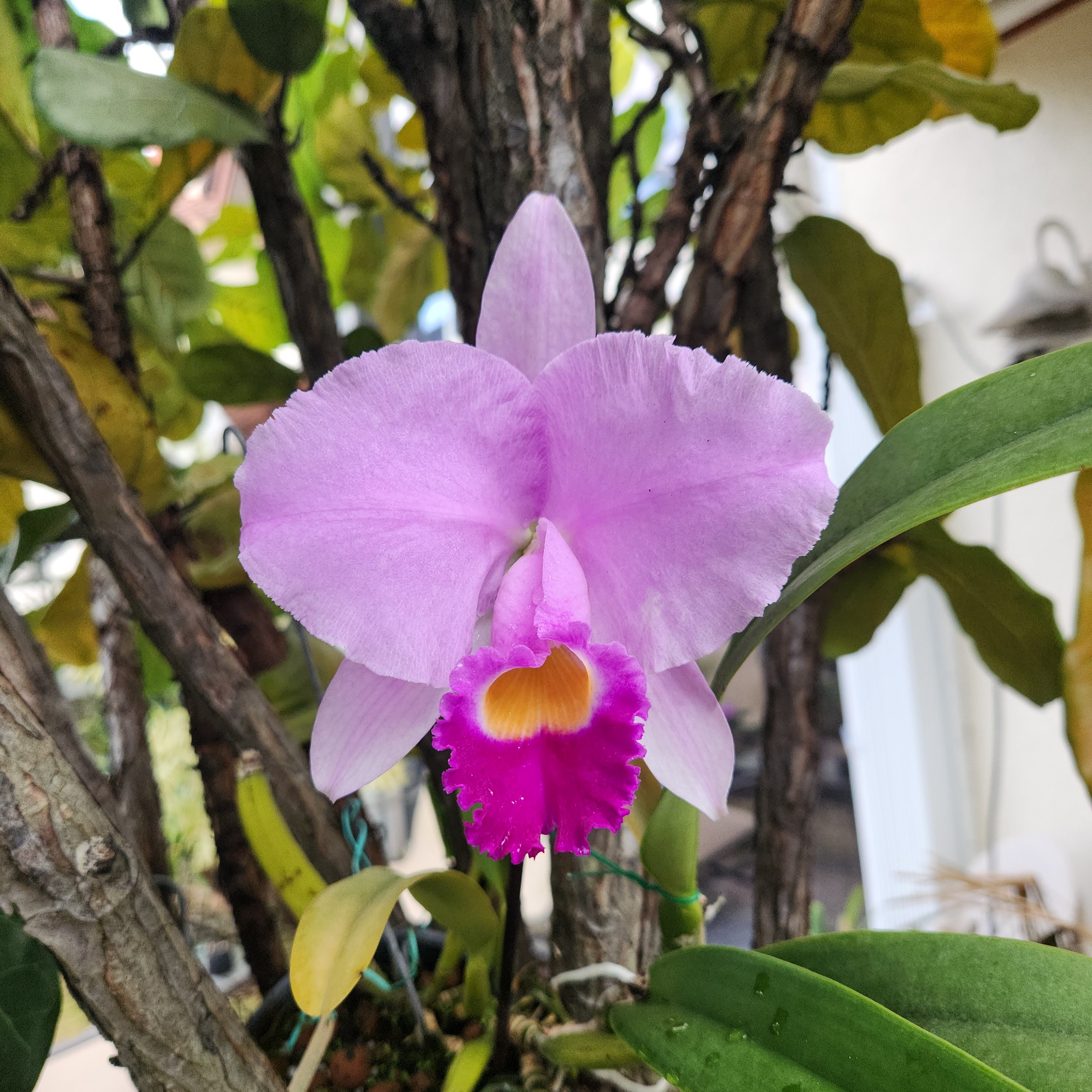 Cattleya lueddemanniana 'Honey' blooming, Orquiverde
