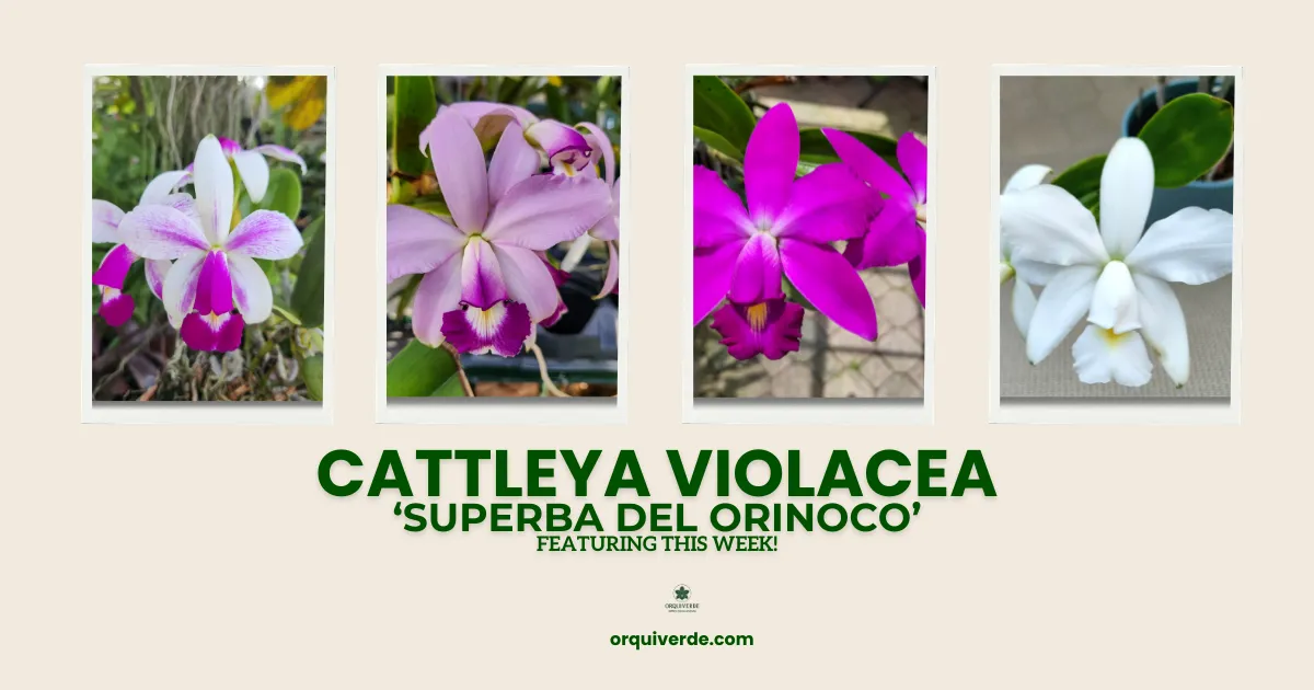Unveiling Cattleya violacea: The Majestic Superba del Orinoco 