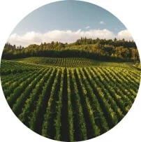 woman in black top using Surface laptop