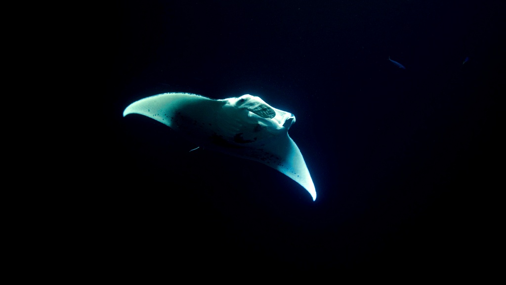 the sun is setting over the ocean with a palm tree in the foreground